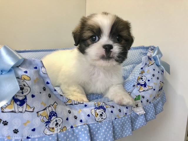 Lindos lhasa apso machinhos