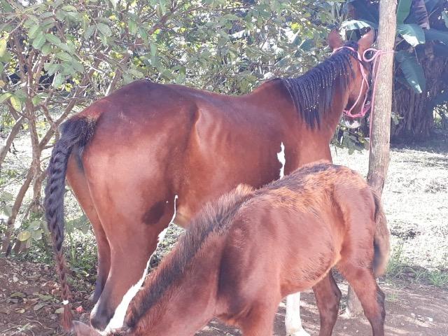 Vendo égua marchadeira - Foto 2