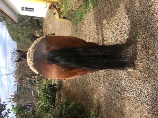 Vendo égua criola