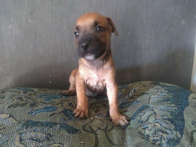 Vendo filhote de pitbull $ 500,00 - Foto 5