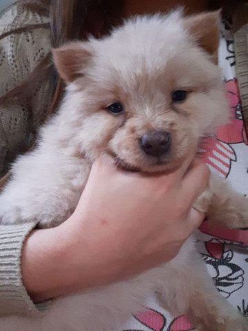 Vendo filhote de chow chow macho 75 dias já, ja come ração - Foto 4
