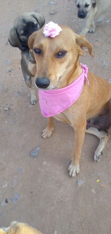Lola, castrada - Foto 6