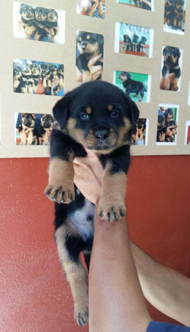 Companhia Guarda E Segurança Rottweiler Porte Grande Alemão É Aqui - Foto 2