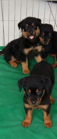 Cão Ideal Para Sua Segurança E De Sua Família Chame Canil Império E Garanta Seu Rottweiler - Foto 4