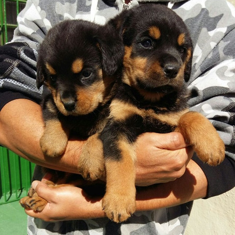 Qualidade E Procedência Vc Só Encontra Aqui No Canil Império Lindos Filhotes De Rottweiler - Foto 6