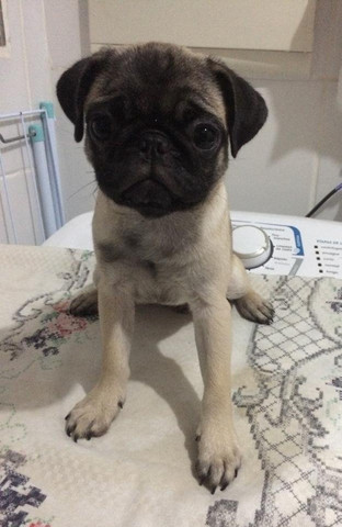 Filhote de Pug Exelente Linhagem