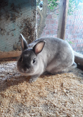 Coelhos netherland dwarf