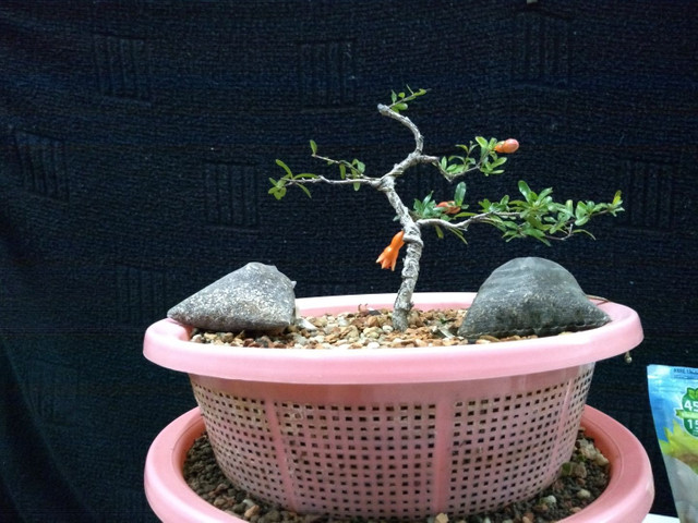 Pré bonsai mini romã