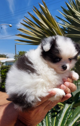 Lulu da pomerania - Foto 2