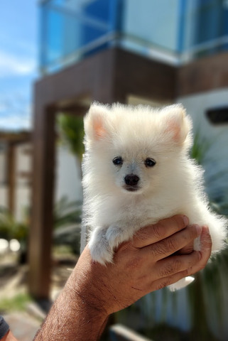 Lulu da pomerania