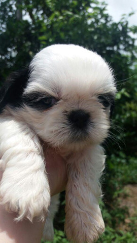 Shihtzu uma fofura esse filhote