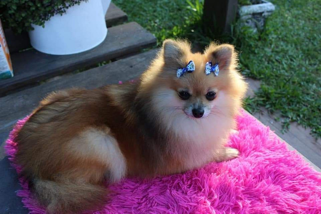 Filhotes de Lulu da Pomerânia - Foto 6