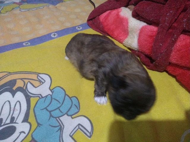 Vende-se cachorrinho shih- fêmea - Foto 2