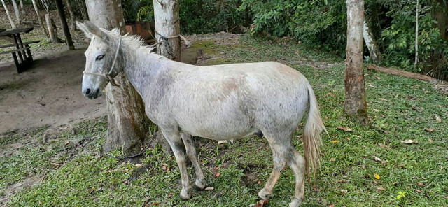 Vendo burro - Foto 5