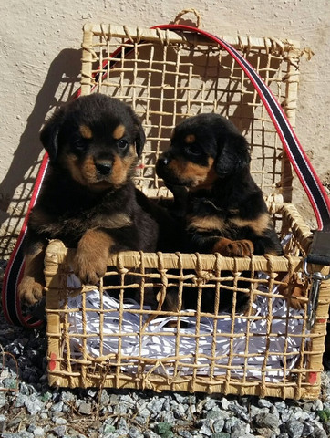 Qualidade E Procedência Vc Só Encontra Aqui No Canil Império Lindos Filhotes De Rottweiler - Foto 3