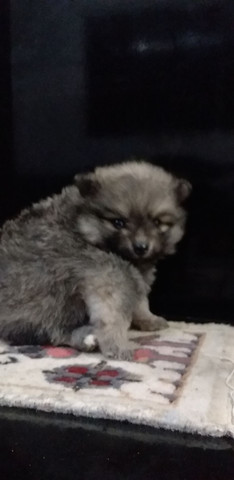 Spitz Alemão Anão/ Luluzinhos Apaixone se! - Foto 3