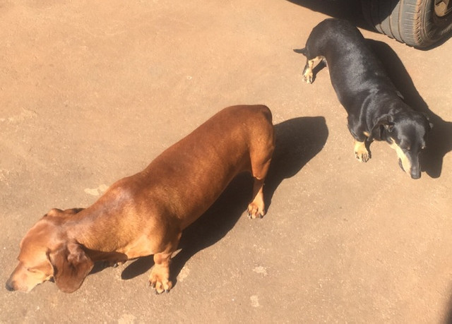 Venderei filhotes de Basset