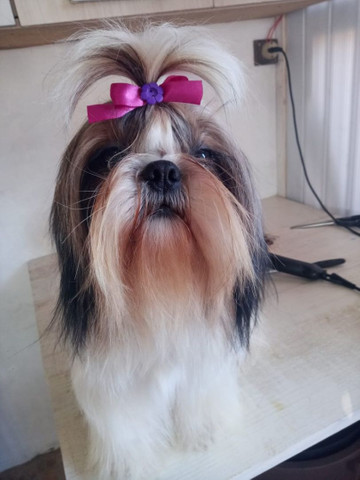 Fêmea adulta de shih tzu. Com pedigree cbkc - Foto 3