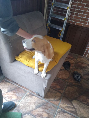 Procuro Beagle macho puro para cruzar