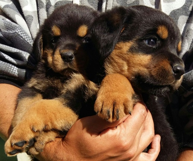 Qualidade E Procedência Vc Só Encontra Aqui No Canil Império Lindos Filhotes De Rottweiler - Foto 5