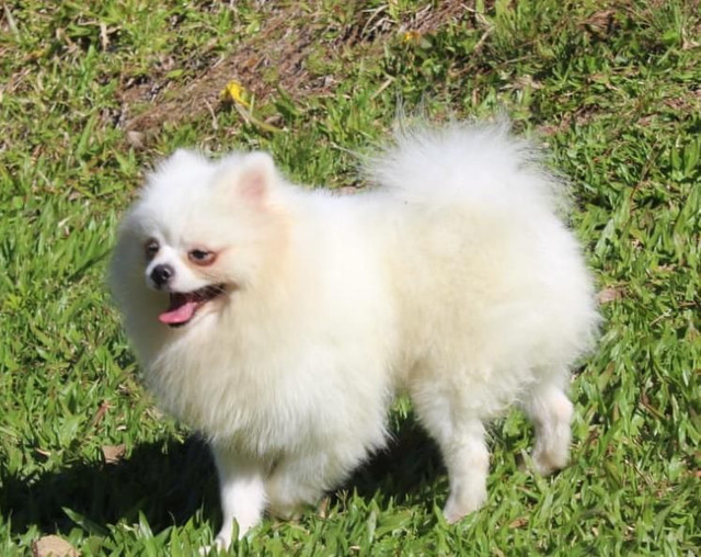 Filhotes de Lulu da Pomerânia - Foto 3