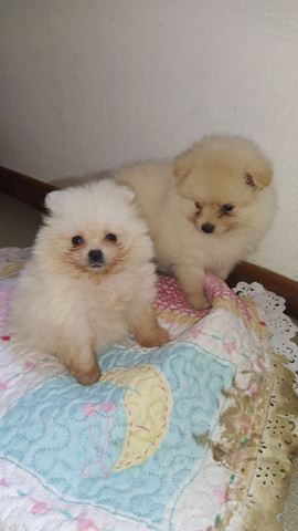 Spitz Alemão - Foto 2