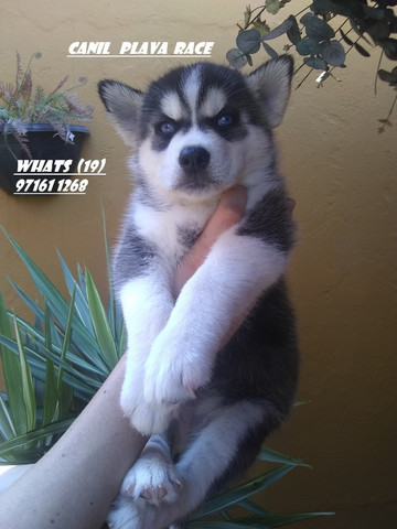 Husky Siberiano : Femeas e machos dividimos no cartao lindos !!! - Foto 2