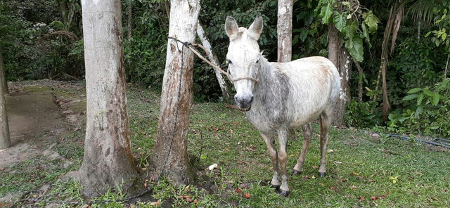 Vendo burro - Foto 4