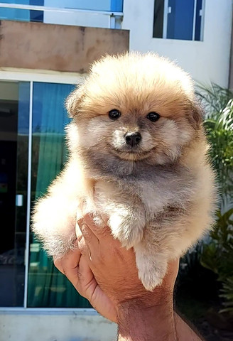 Lulu da pomerania - Foto 2