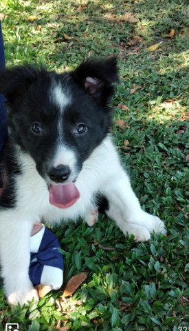 Border Collie