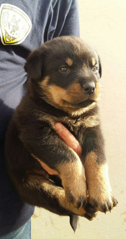 Cabeça De Touro Padrão Alemão Robusto E Imponentes Rottweiler Filhotes - Foto 3