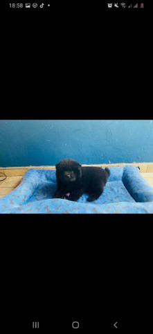 Vendo filhote de Chow Chow - Foto 2