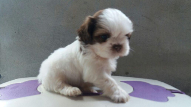 Shihtzu uma fofura esse filhote - Foto 2