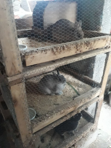 Coelhos netherland dwarf - Foto 4