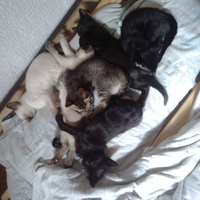 Doa se filhotes de gato