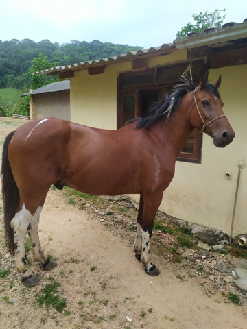 Cavalo para cavalgadas - Foto 4