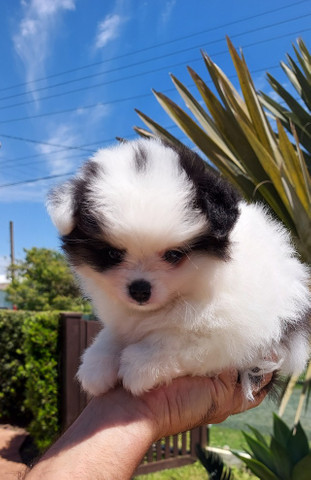 Lulu da pomerania - Foto 3