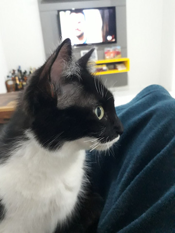 DOAÇÃO DE GATOS - Foto 3