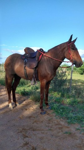 Égua mangolina a venda