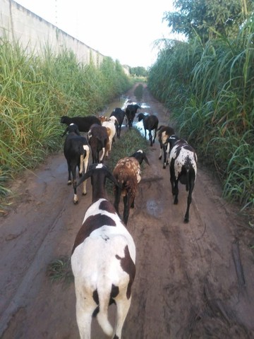 Vendo carneiro e ovelhas com filhotes e perto de pari