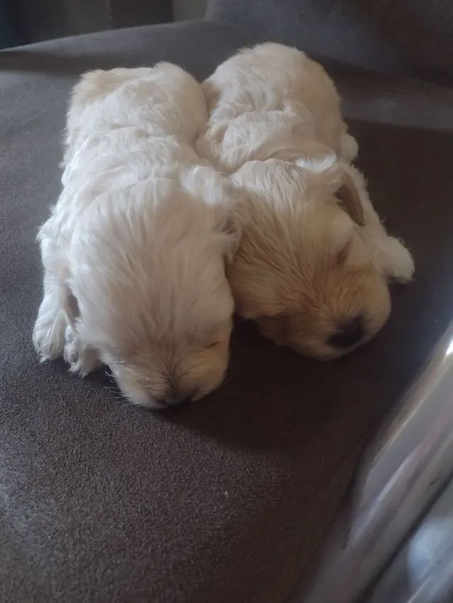 Cachorro poodle  - Foto 3