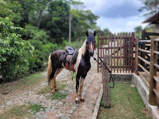 Cavalo de cela - Animais para agropecuária - Borda da Mata 1256806947