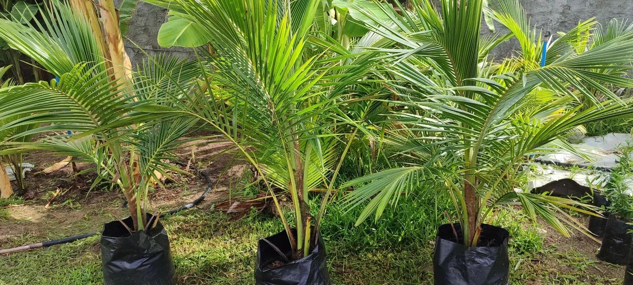 Coqueiro Anão produtivo *