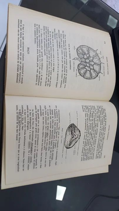 Anatomia Fundamental - Foto 5