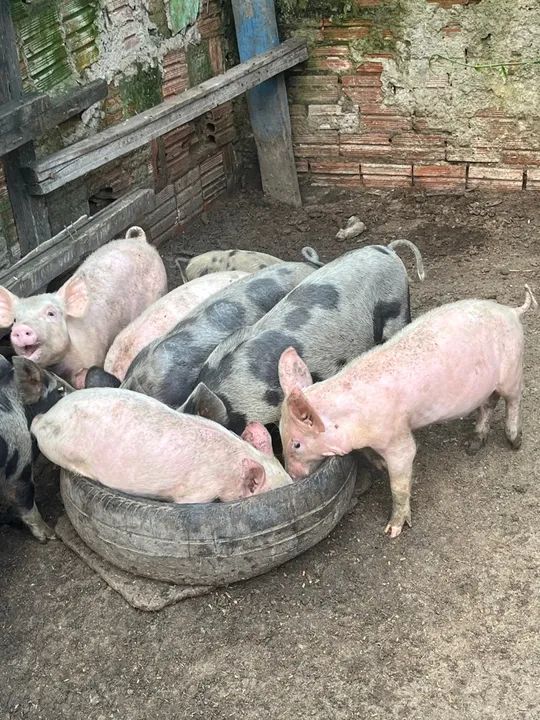 Filhotes de porco leitão $20k - Foto 4