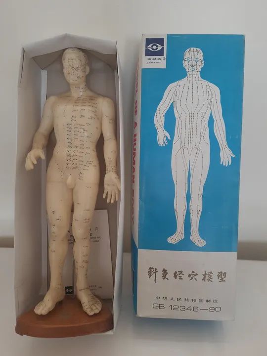 Modelo Humano Pontos Acupuntura Meridianos 50cm Coreano