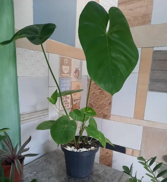 Planta Antúrio flor Rosa