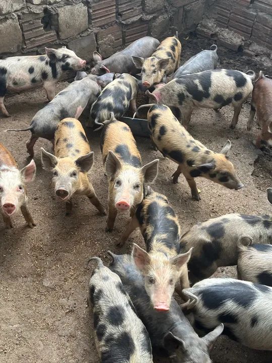 Filhotes de porco leitão $20k