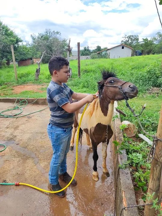 Pônei Macho Inteiro - Foto 4