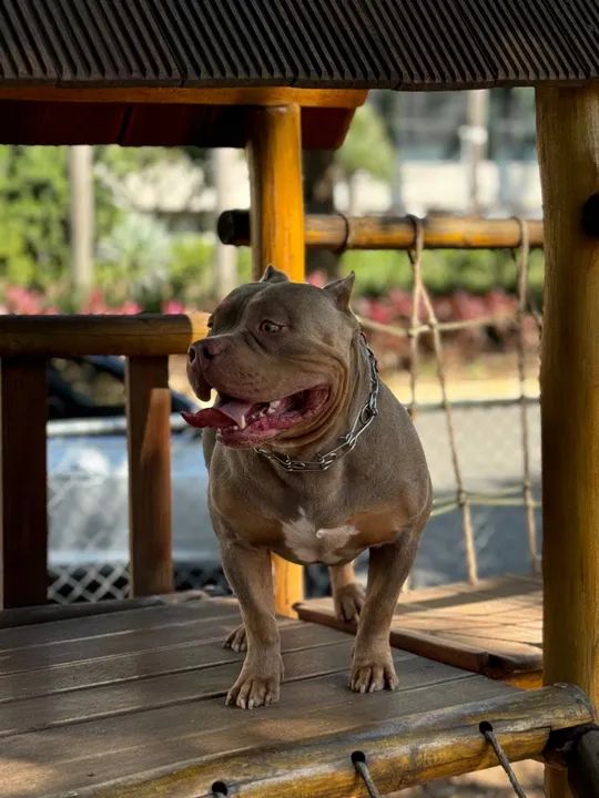 American Bully procura-se fêmea para cruzar. - Foto 6